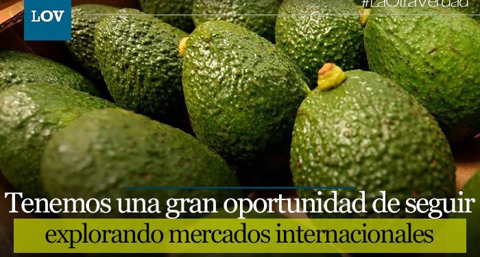 Aguacate Hass tolimense llegó a mercados mundiales