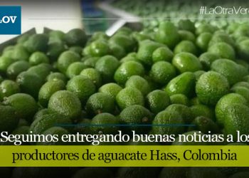 Corea del Sur dijo sí, al aguacate Hass colombiano