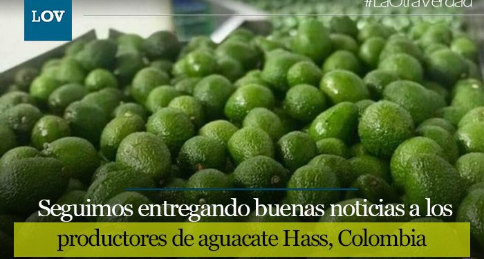 Corea del Sur dijo sí, al aguacate Hass colombiano