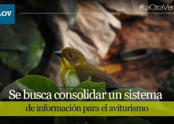 Sancionada la Ordenanza de Aves Emblemáticas del Tolima