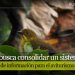 Sancionada la Ordenanza de Aves Emblemáticas del Tolima
