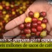 Colombia se alista para recoger más de 6 millones de sacos de café este primer semestre