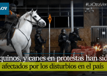 Animales en el paro nacional: Los que más sufren