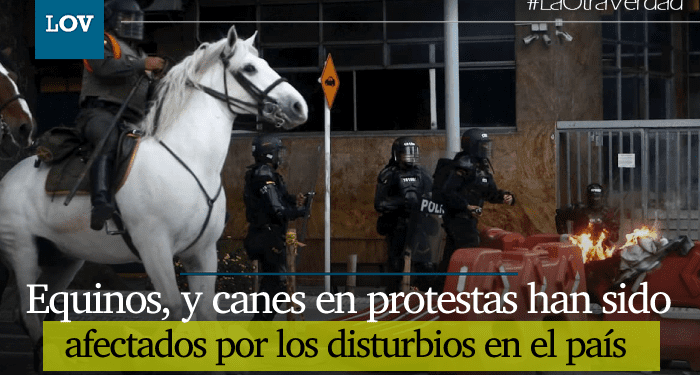 Animales en el paro nacional: Los que más sufren