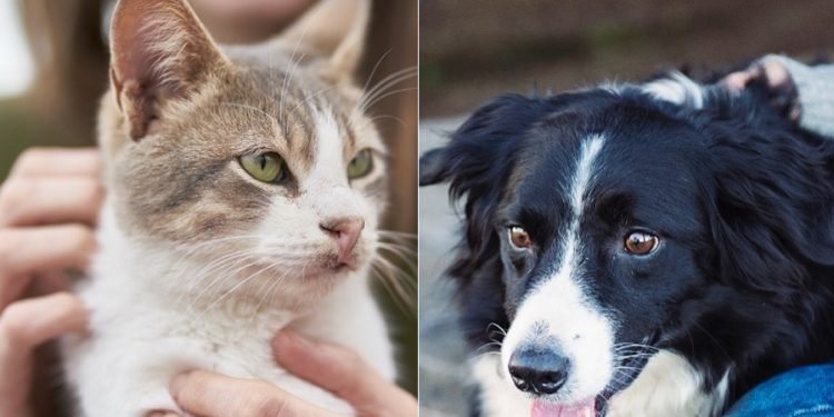 Se realizará Festi – Mascotas Ibagué 2021