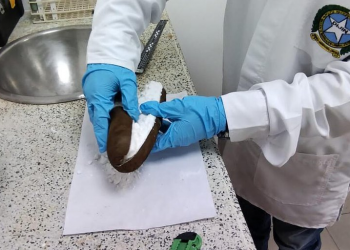 Traficantes camuflan cocaína en yucas, la policía del Tolima los descubrió