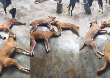 Denuncian envenenamiento de perros en El Espinal