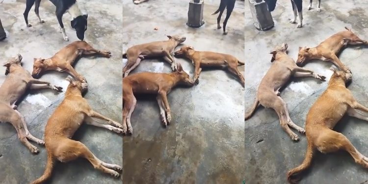 Denuncian envenenamiento de perros en El Espinal