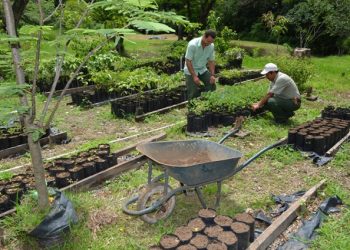 JardĆn botĆ”nico siembra al rededor de 10 mil arboles nativos