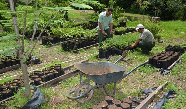 Jardín botánico siembra al rededor de 10 mil arboles nativos