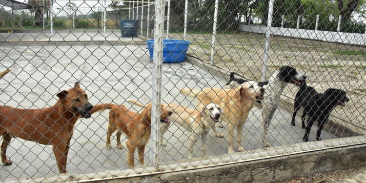 El CAPA lanza oferta institucional en el 2022