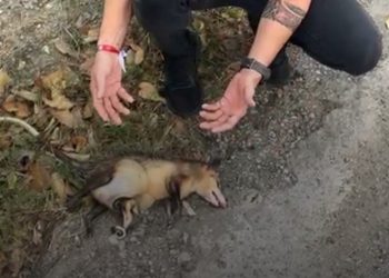 Un SOS por los animales del Tolima