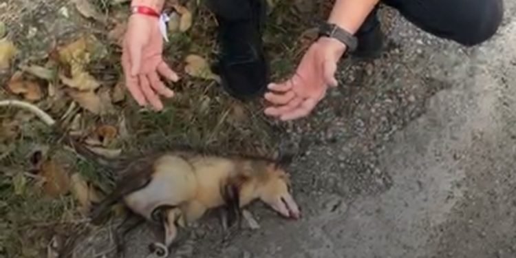 Un SOS por los animales del Tolima