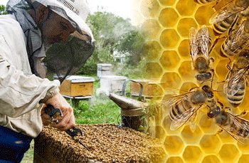 En un 50% se redujo la producción apícola en Chaparral