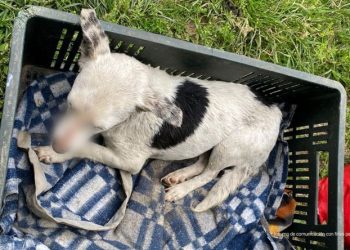 Imputado exfuncionario de Cajamarca por el delito de maltrato animal agravado