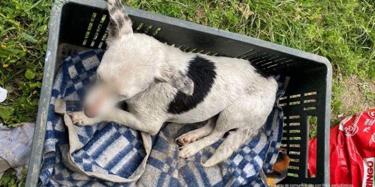 Imputado exfuncionario de Cajamarca por el delito de maltrato animal agravado