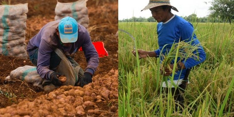 Alza de insumos agrarios dificulta la producción agrícola en el Tolima