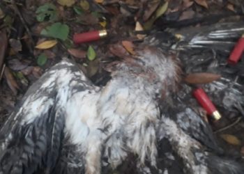 Denuncian la matanza de 300 Aguilas cuaresmeras en Falan, Tolima