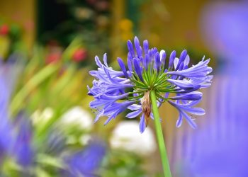 Artistas ibaguereños pueden participar en convocatoria ‘Colombia Exuberante’