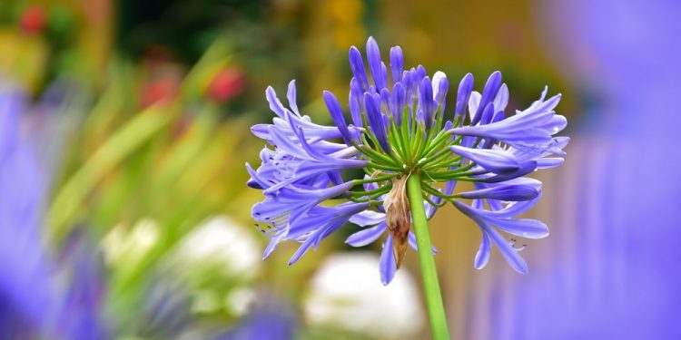 Artistas ibaguereños pueden participar en convocatoria ‘Colombia Exuberante’