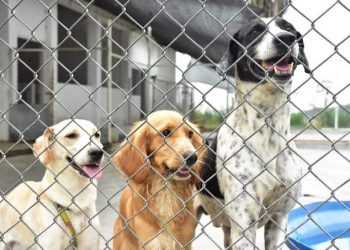 ¡Denuncia negligencia! Aún no hay director del CAPA en Ibagué