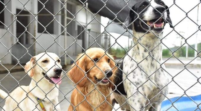 ¡Denuncia negligencia! Aún no hay director del CAPA en Ibagué