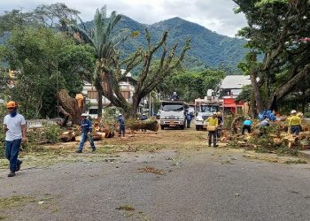 Crece el rechazo por tala de árboles del Parque Centenario en Ibagué