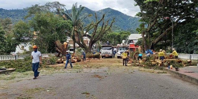 Crece el rechazo por tala de árboles del Parque Centenario en Ibagué