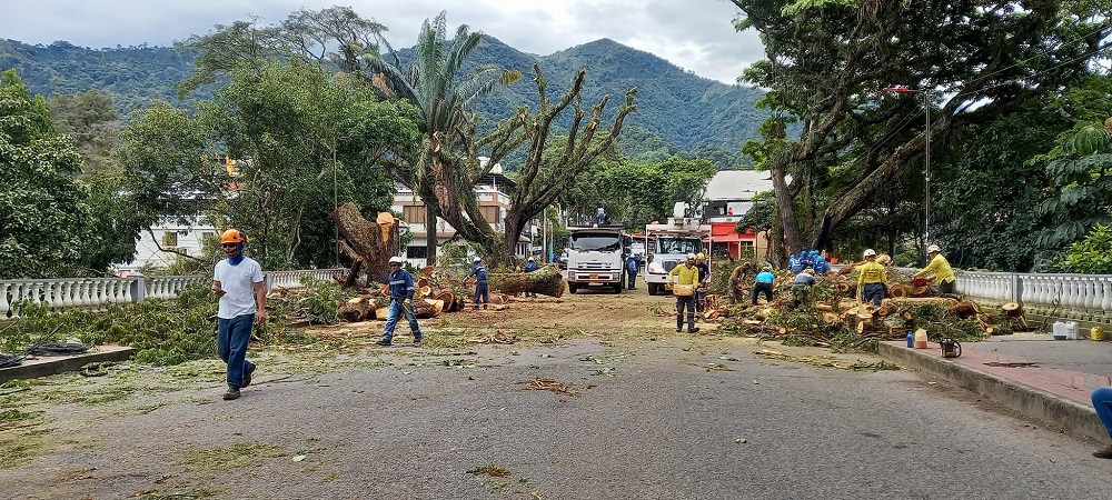 Crece el rechazo por tala de árboles del Parque Centenario en Ibagué - La  Otra Verdad