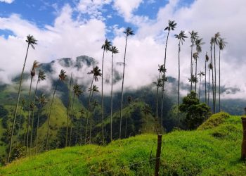 ¡Descubre Toche! El santuario nacional de la palma de cera