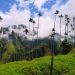 ¡Descubre Toche! El santuario nacional de la palma de cera