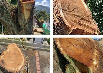 Recomendaron no talar los árboles, pero aún así lo hicieron 
