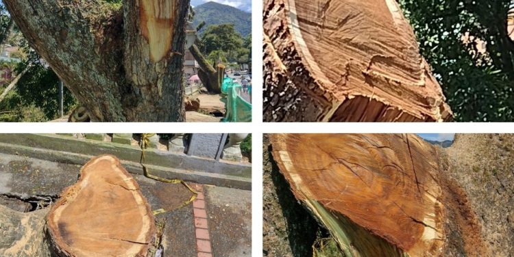 Recomendaron no talar los árboles, pero aún así lo hicieron 