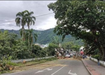 Personería de Ibagué abrió investigación preliminar para encontrar al responsable por tala de árboles