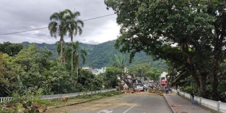 Personería de Ibagué abrió investigación preliminar para encontrar al responsable por tala de árboles