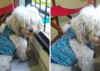 ¡Servicio social! Perrita perdida en Ibagué-Tolima