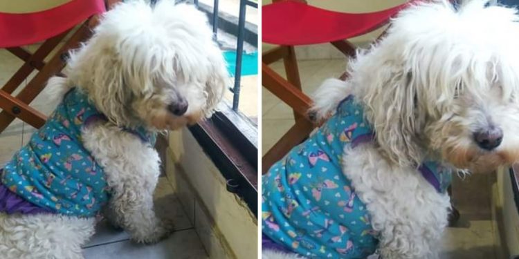 ¡Servicio social! Perrita perdida en Ibagué-Tolima