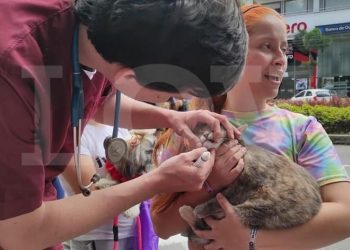 Jornada de adopción de perros y gatos en Ibagué