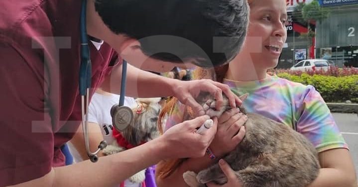 Jornada de adopción de perros y gatos en Ibagué