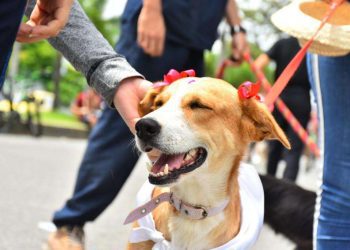 Licitan para construir el Mega CAPA en Ibagué