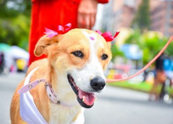 En el primer Festival Sampedrino de Mascotas en Ibagué