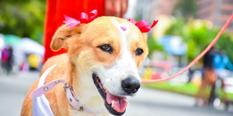 En el primer Festival Sampedrino de Mascotas en Ibagué