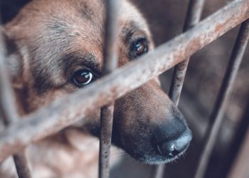 ¡Maltrato animal en el Tolima! perro murió de un escopetazo