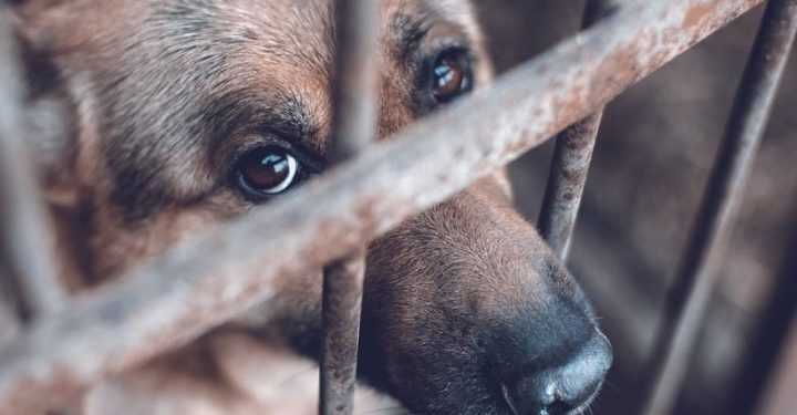 ¡Maltrato animal en el Tolima! perro murió de un escopetazo