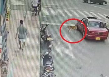 Ciudadanos denunció abandono de perro en plena carrera 5 de Ibagué