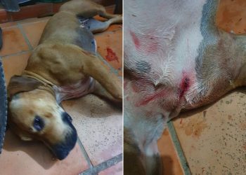 Pediatra sería investigado por la Fiscalía por disparos a canina