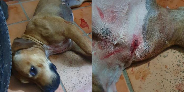 Pediatra sería investigado por la Fiscalía por disparos a canina