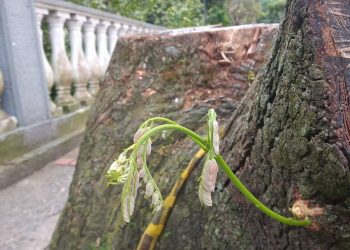 Van 3 meses y medio que están talados, y los Samanes dan muestra de estar más vivos que nunca