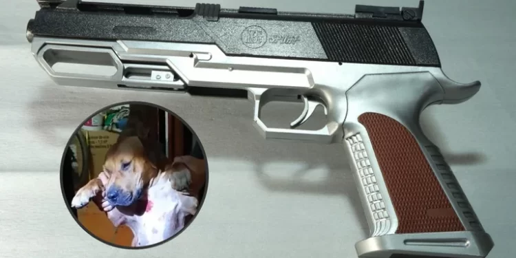 Pediatra atacó a Pitbull con arma de fuego en Ibagué