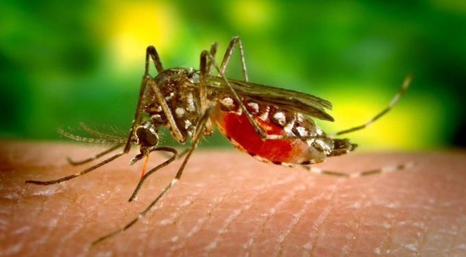Aumenta los casos de Dengue en el Tolima